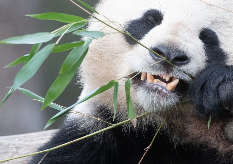 Китайский заповедник предупреждает об опасности милых панд