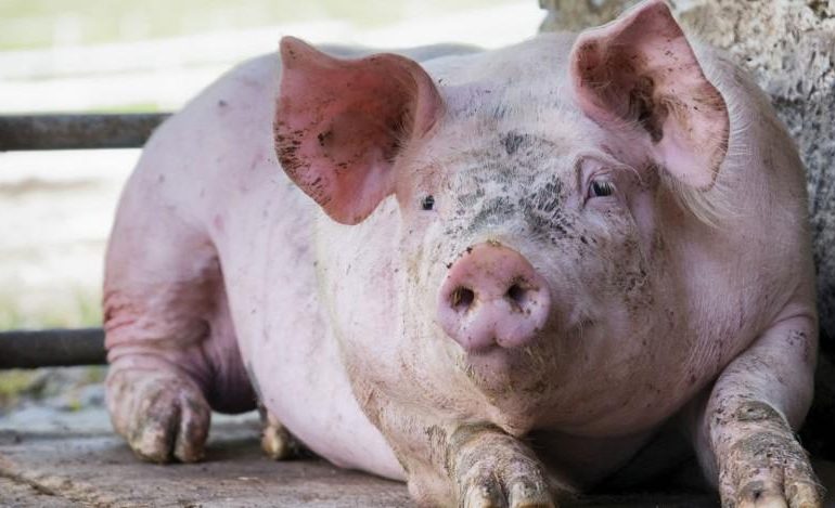 Китай в поиске новых поставщиков свиней