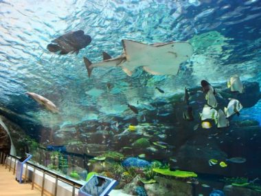 Впервые в Китае откроют высокогорный аквариум