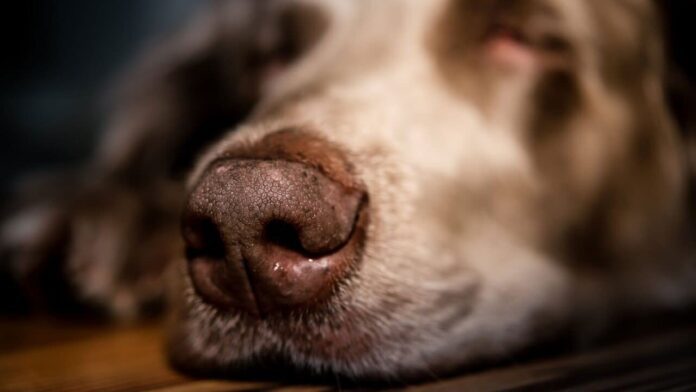 Китай разработал приложение для поиска собак по отпечатку носа
