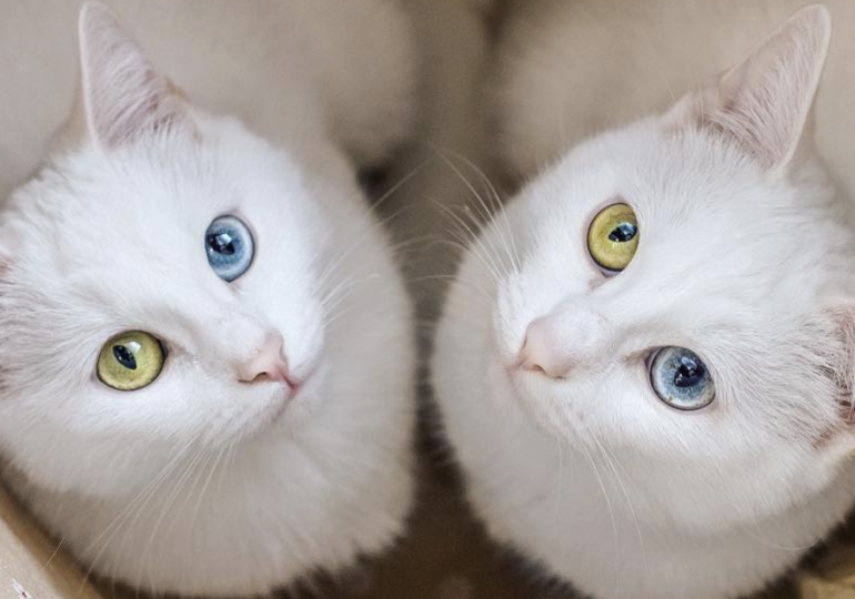 В Китае начнут продавать клонированных котов