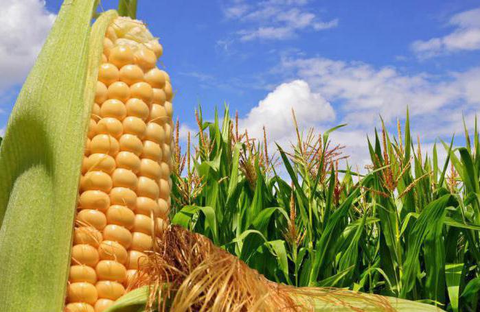 В Китае вывели новый сорт кукурузы с высоким содержанием фолиевой кислоты