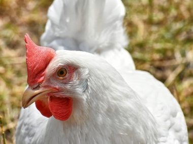 Кабмин Украины планирует договориться об экспорте курятины в Китай