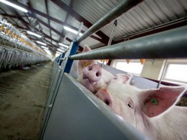Украина не сможет договориться об экспорте свинины в Китай из-за отсутствия ветеринарного сертификата
