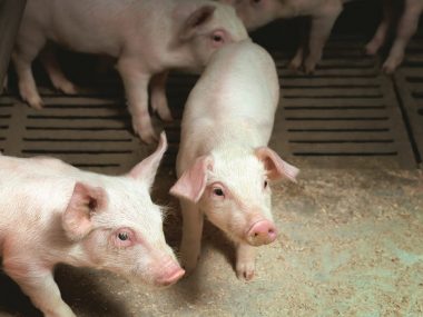 В Китае продолжают падать цены на свинину