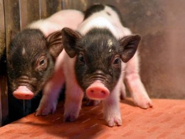 В Китае вывели генетически совместимых с людьми свиней