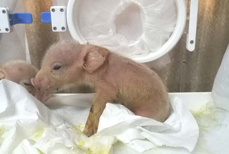 В Китае скрестили свинью с обезьяной
