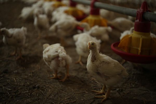 Китай введет запрет на импорт мяса птицы из Украины, Венгрии, Германии, Словении