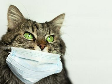 Китайские ученые обнаружили коронавирус у бродячих кошек