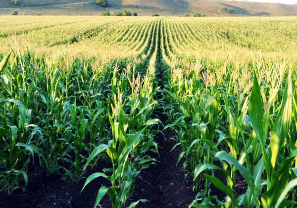 В рамках обязательств торгового соглашения Китай увеличил квоты на льготный импорт кукурузы и пшеницы в страну