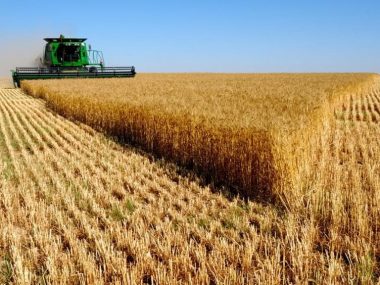 Китай увеличил импорт зерновых