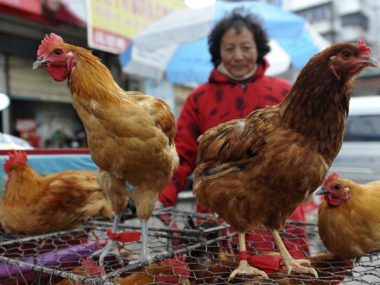 Китай прекратит убой и продажу живой птицы на мокрых рынках