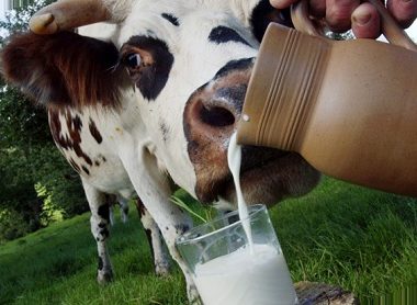 Производство молока в Китае увеличилось на 7,9% с января по июнь 2020 года