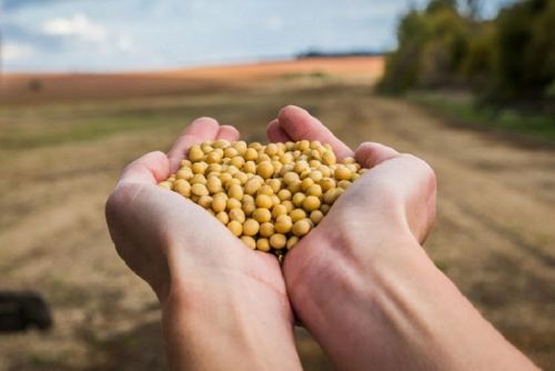 Украина и Китай намерены создать совместные проекты по переработке зерна