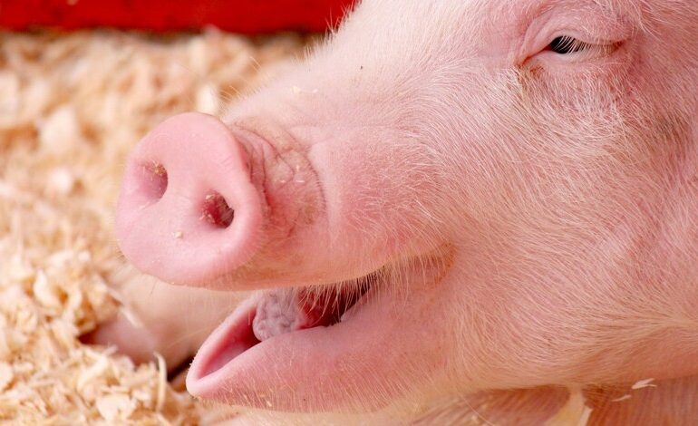 Правительство Китая согласовало строительство более 6 тысяч новых свиноферм