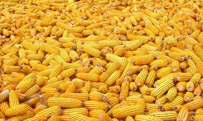 Китай может стать крупнейшим импортером кукурузы в Украину