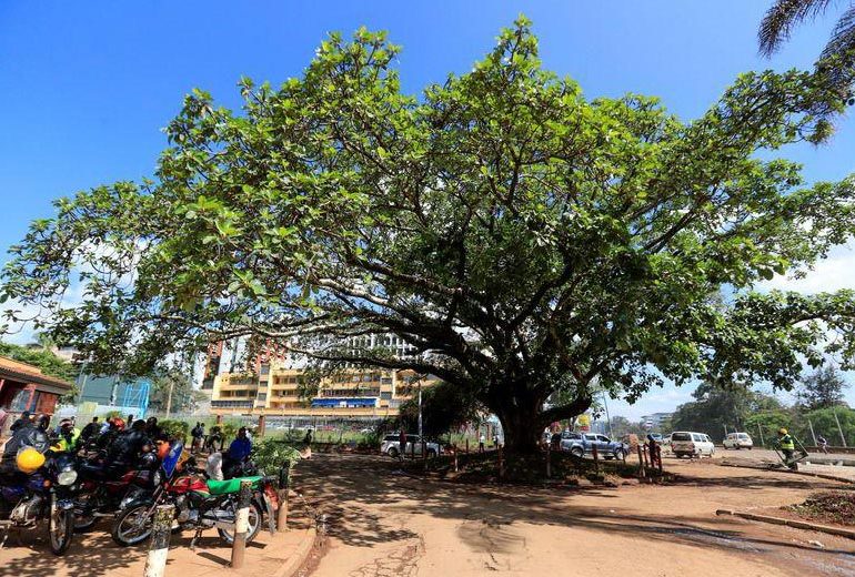 Президент Кении запретил китайской CRBC срубить уникальное дерево