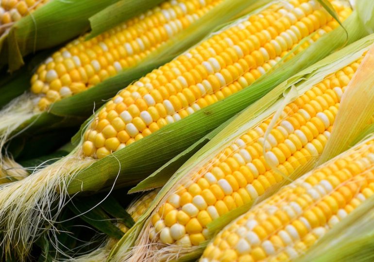 Китай импортировал 1.93 млн тонн кукурузы в марте 2021 г.