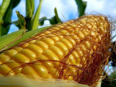 Импорт кукурузы Китая в марте 2021 г. на две трети состоит из украинского зерна