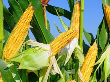 Китай в следующем сезоне нарастит производство кукурузы до уровня 271.8 млн тонн - прогноз CASDE