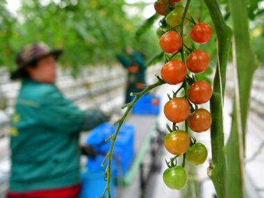 Правительство Китая обнародовало план зеленого развития сельского хозяйства