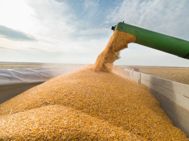 Украине придется конкурировать с США за экспорт кукурузы в Китай — аналитик