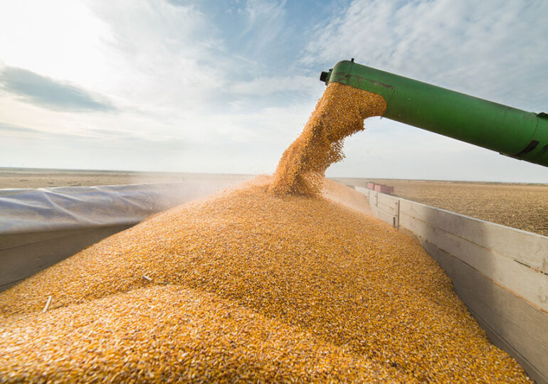 Украине придется конкурировать с США за экспорт кукурузы в Китай — аналитик