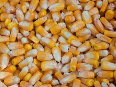 Китай увеличил импорт кукурузы в три раза в сентябре 2021 г.