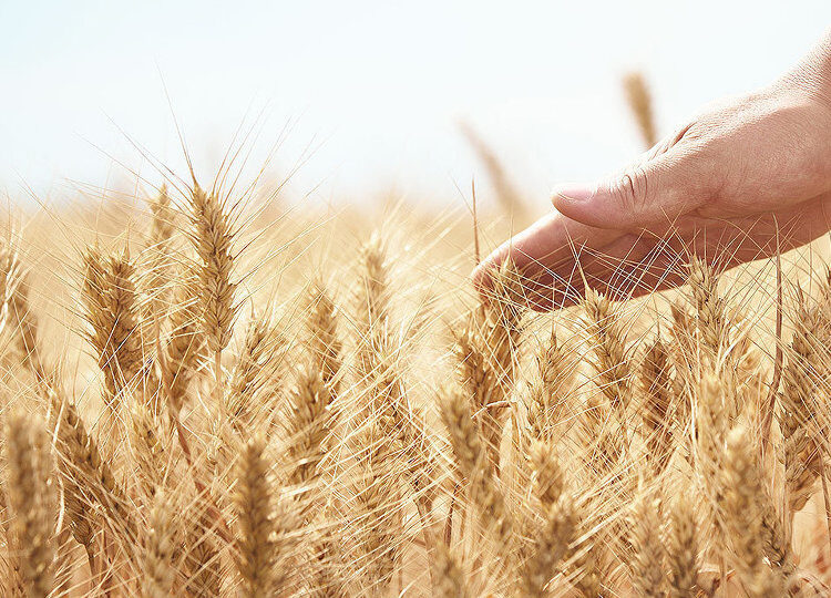 Спрос на кормовую пшеницу в КНР может существенно сократиться в 2021/22 МГ