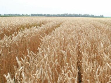 Из-за российского экспорта зерна в Китай украинские производители могут потерять часть рынка