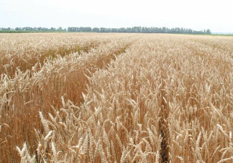 Из-за российского экспорта зерна в Китай украинские производители могут потерять часть рынка
