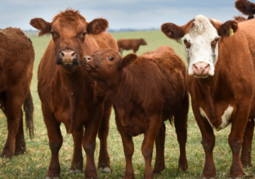 Китай приостановил импорт говядины из Литвы