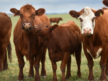 Китай приостановил импорт говядины из Литвы