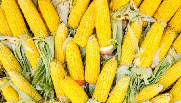 Китайская таможня разрешила импорт кукурузы из Бразилии для возмещения украинских поставок