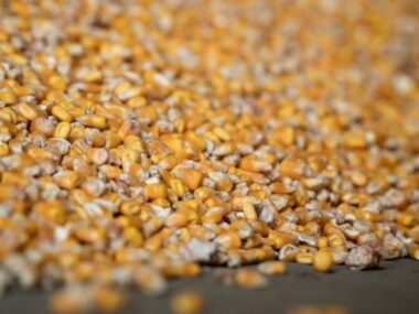 КНР в мае снизила объемы закупок украинской кукурузы
