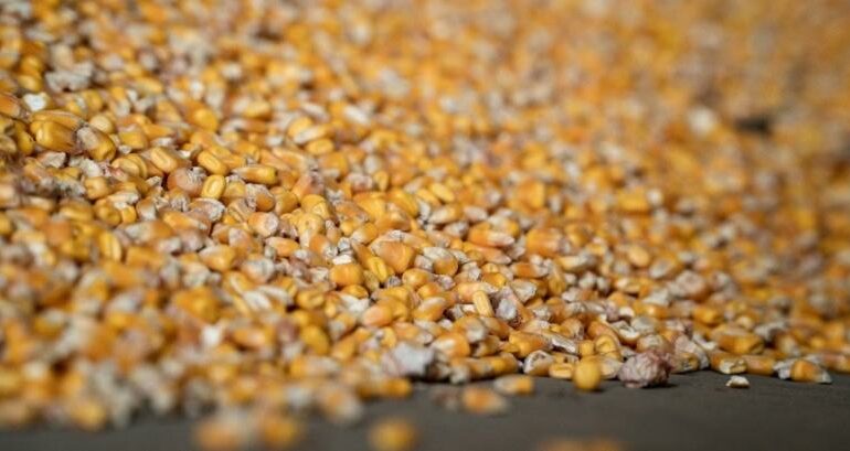 КНР в мае снизила объемы закупок украинской кукурузы