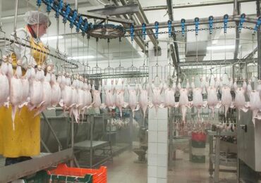 Китай запретил импорт мяса птицы от четырех предприятий РФ