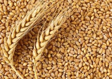 Китай закупает пшеницу по всему миру после потерь в своем урожае