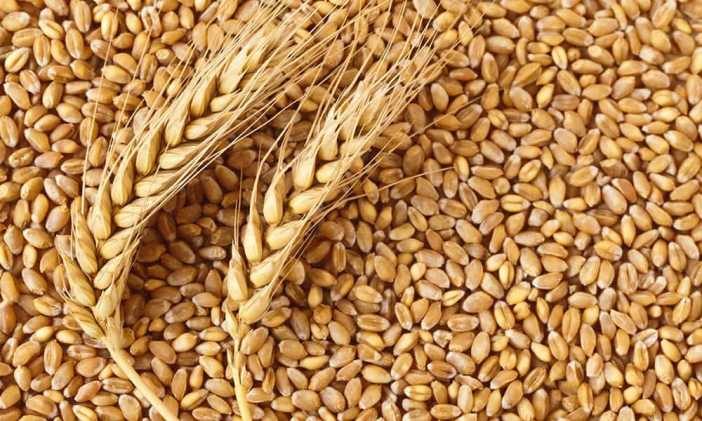Китай закупает пшеницу по всему миру после потерь в своем урожае