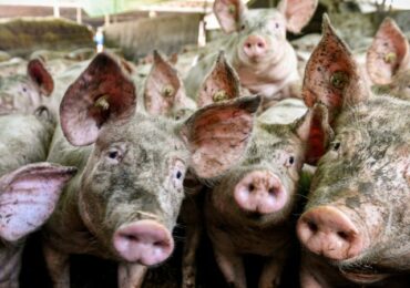 КНР может ввести антидемпинговые меры по импорту свинины из ЕС