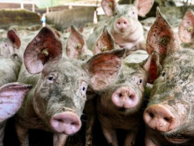 КНР может ввести антидемпинговые меры по импорту свинины из ЕС