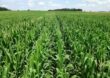 Китай обязался ежегодно закупать американскую сельхозпродукцию на $17 млрд